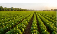 Rows of healthy crops