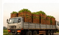 Truck transporting agricultural produce