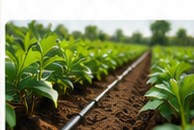 Sustainable crop production