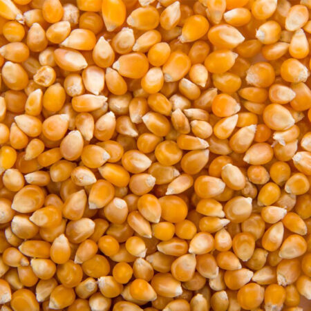 Maize